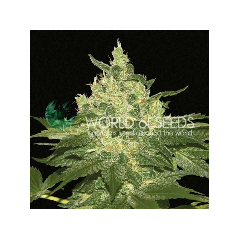 AFGHAN KUSH · World Of Seeds · cannabis samen · Fem