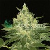 AFGHAN KUSH · World Of Seeds · sementes de maconha · Fem
