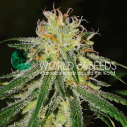 AMNESIA EARLY HARVEST · World Of Seeds · cannabis seeds · Fem