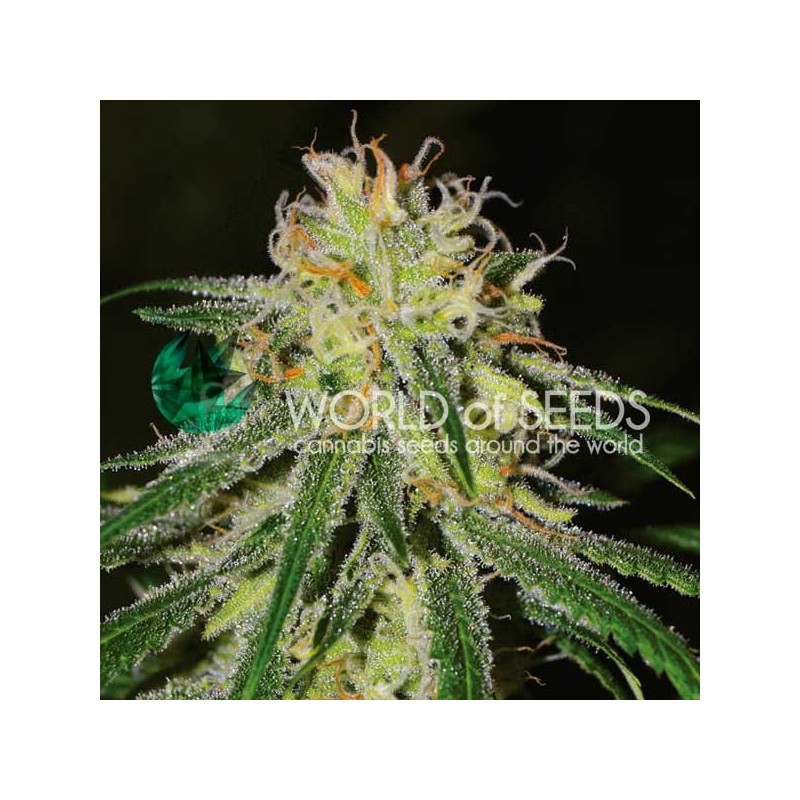 AMNESIA EARLY HARVEST · World Of Seeds · cannabis seeds · Fem