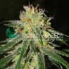 AMNESIA EARLY HARVEST · World Of Seeds · cannabis samen  · Fem