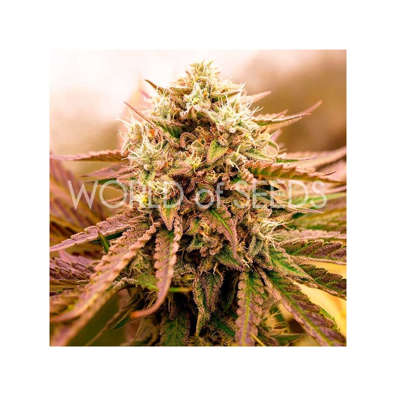 APPALACHIAN KUSH EARLY VERSION · World Of Seeds · semi di canapa · Fem