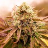 APPALACHIAN KUSH · World Of Seeds · cannabis seeds · Fem