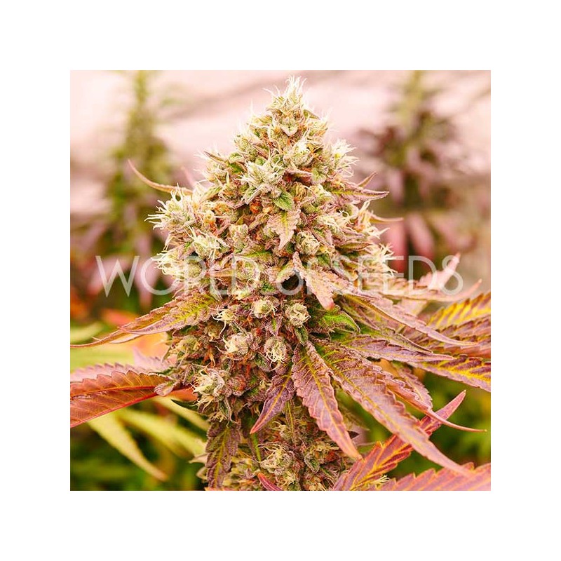 BURGER KUSH · World Of Seeds · cannabis samen · Fem
