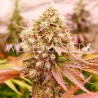 BURGER KUSH  · World Of Seeds · cannabis seeds · Fem
