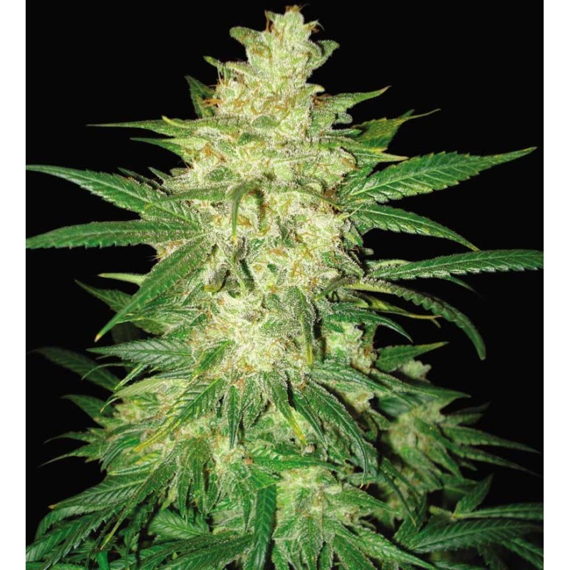 COLOMBIAN GOLD RYDER AUTO · World Of Seeds · semi di canapa · AutoFem