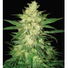 COLOMBIAN GOLD RYDER AUTO · World Of Seeds · semi di canapa · AutoFem