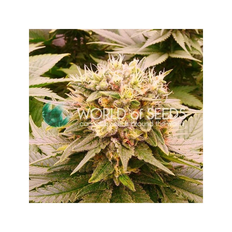 HARLEQUEEN THC FREE · World Of Seeds · semi di canapa  · Fem