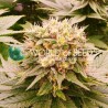 HARLEQUEEN THC FREE · World Of Seeds · semi di canapa  · Fem
