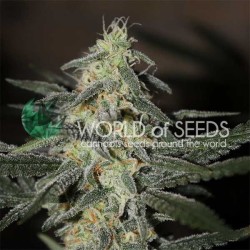NORTHERN LIGHTS X BIG BUD EARLY VERSION · World Of Seeds · cannabis seeds · Fem