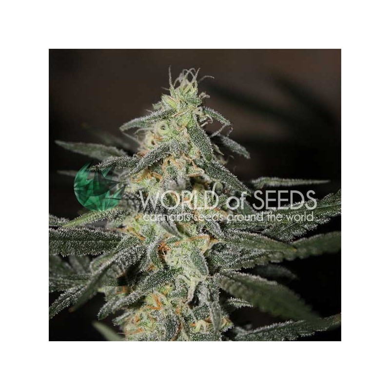 NORTHERN LIGHTS X BIG BUD EARLY VERSION · World Of Seeds · cannabis seeds · Fem