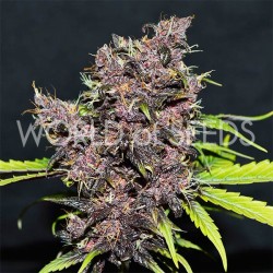 PURPLE AFGHAN KUSH RYDER AUTO · World Of Seeds · cannabis seeds · AutoFem