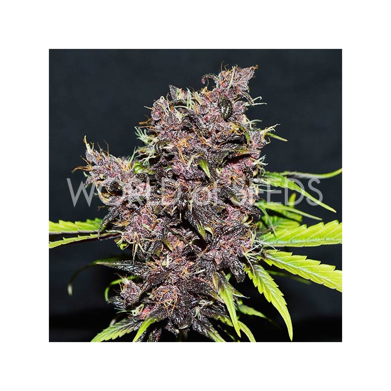 PURPLE AFGHAN KUSH RYDER AUTO · World Of Seeds · cannabis seeds · AutoFem