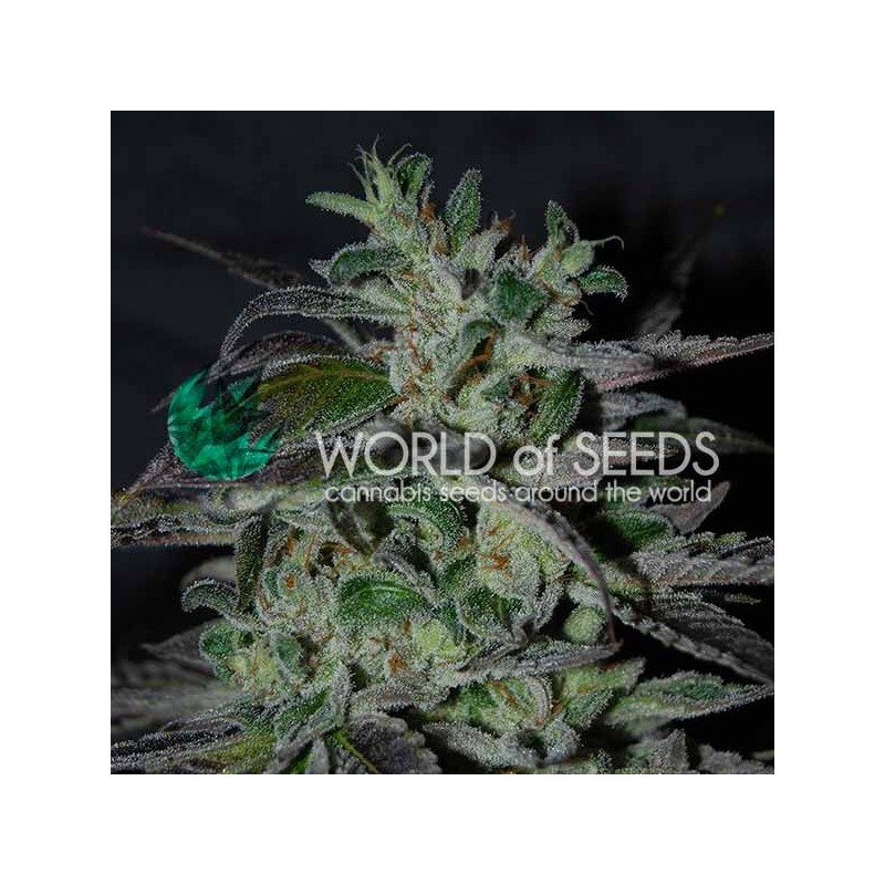 STRAWBERRY BLUE EARLY VERSION · World Of Seeds · semi di canapa  · Fem