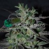 STRAWBERRY BLUE EARLY VERSION · World Of Seeds · semi di canapa  · Fem