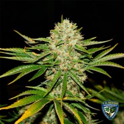 WRECKAGE · TH Seeds  · semi...