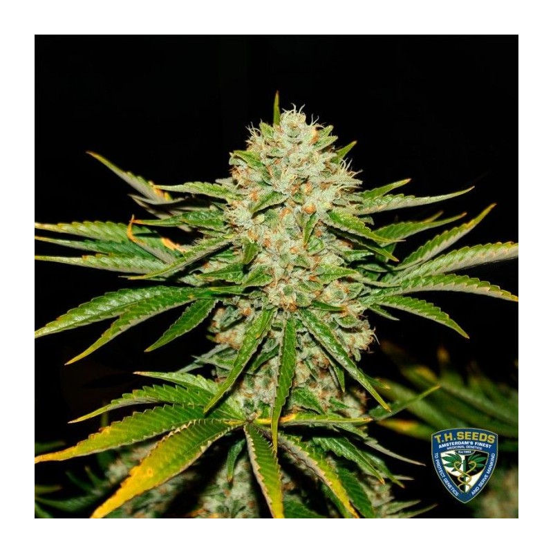 WRECKAGE · TH Seeds  · cannabis seeds · Reg