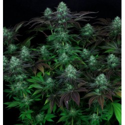 DARKSTAR  · TH Seeds ·...