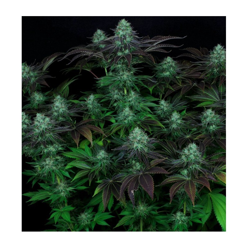 DARKSTAR · TH Seeds · semi di canapa indiana · Reg