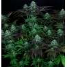 DARKSTAR · TH Seeds · semi di canapa indiana · Reg