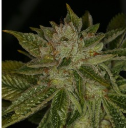 MK ULTRA · TH Seeds · semi...