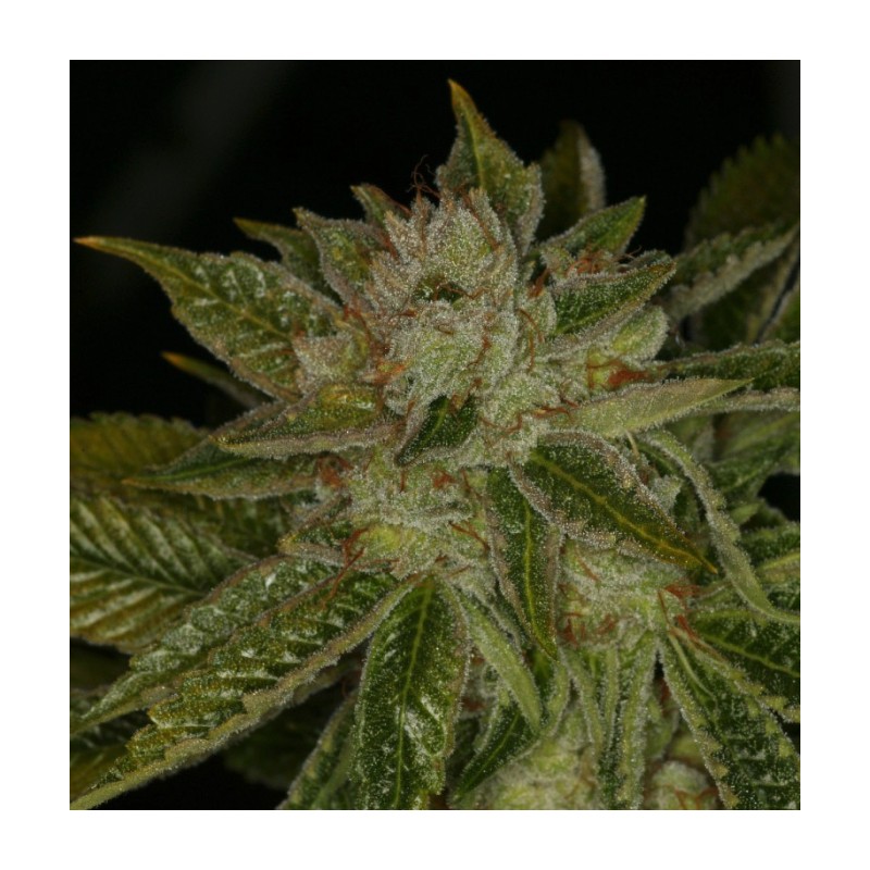 MK ULTRA · TH Seeds · semi di canapa · Reg