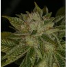 MK ULTRA · TH Seeds · semi di canapa · Reg