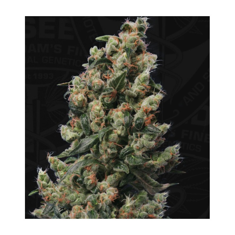 KUSHAGE · TH Seeds · semi di canapa indiana · Reg