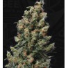 KUSHAGE · TH Seeds · semi di canapa indiana · Reg