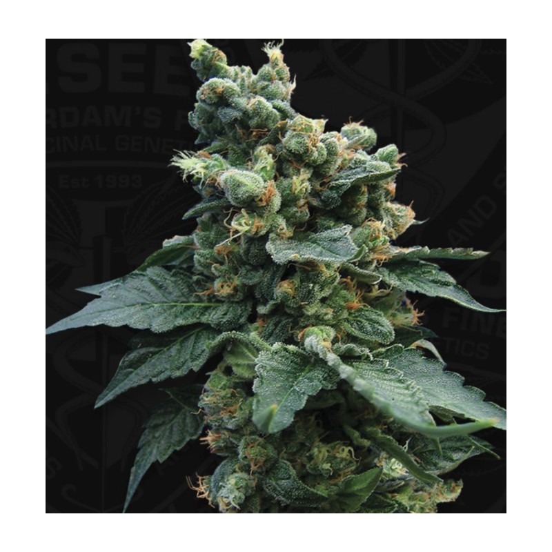 SAGE N SOUR · TH Seeds · semi di canapa indiana · Reg