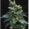 SAGE N SOUR · TH Seeds · kenevir tohum · Reg