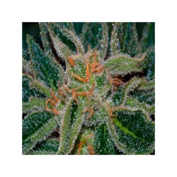 SKUNK XXX · TH Seeds · semi...