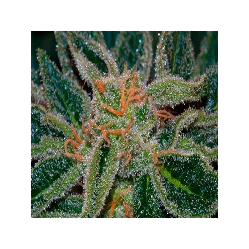 SKUNK XXX · TH Seeds · cannabis seeds · Reg