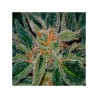 SKUNK XXX · TH Seeds · cannabis seeds · Reg