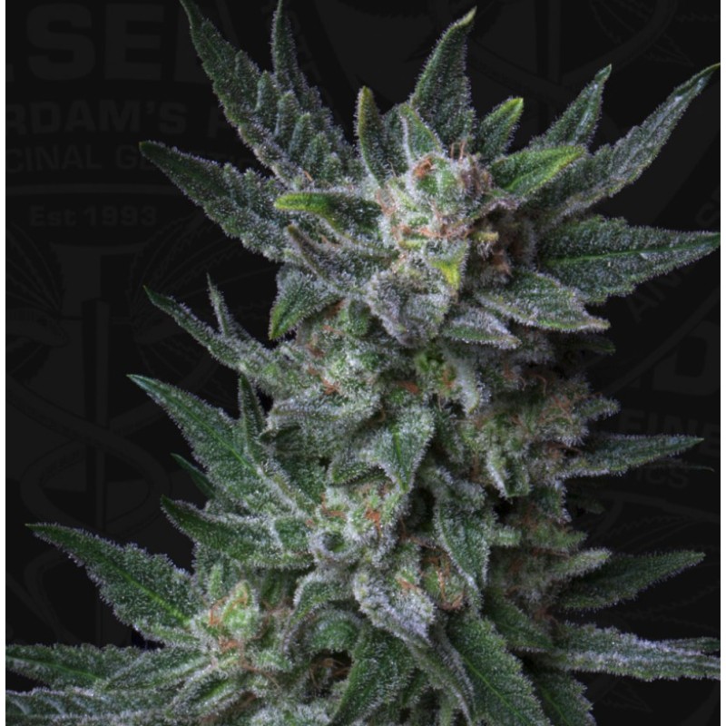 AUTO BUBBLEGUM · TH Seeds · semi di canapa · AutoFem