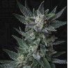 AUTO BUBBLEGUM · TH Seeds · semi di canapa · AutoFem