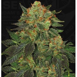 BUBBLEGUM · TH Seeds · semi...