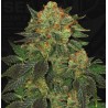BUBBLEGUM · TH Seeds · kaufen cannabis samen · Fem