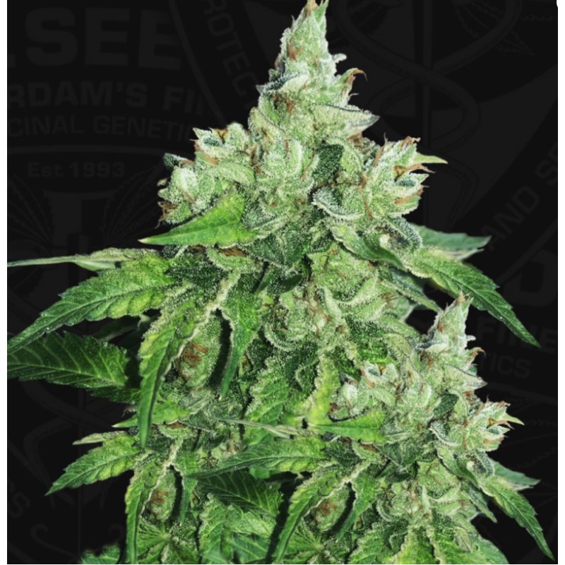 CITRON GIVRE · TH Seeds · semi di canapa · Fem