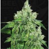CITRON GIVRE · TH Seeds · semi di canapa · Fem
