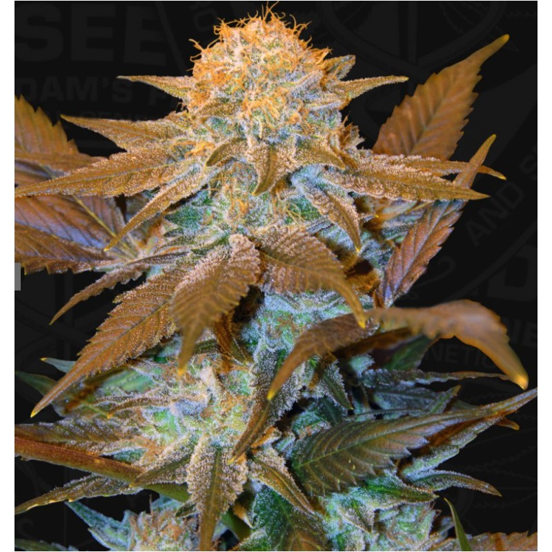 CRITICAL HOG · TH Seeds · semi di canapa · Fem