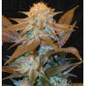 CRITICAL HOG · TH Seeds · semi di canapa · Fem