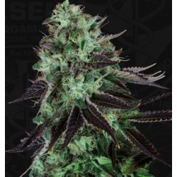 DARKSTAR · TH Seeds · semi...
