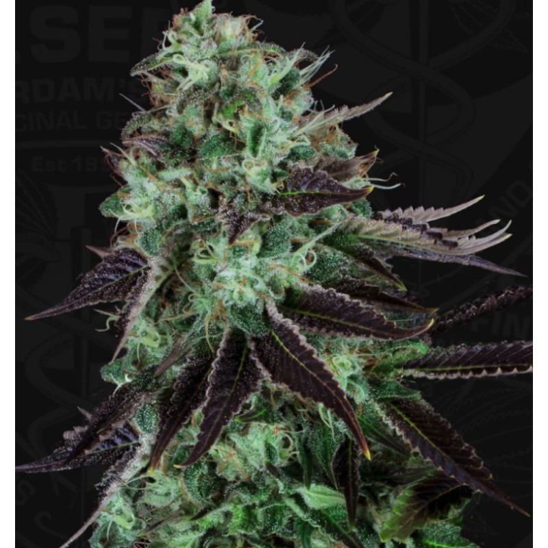 DARKSTAR · TH Seeds · semi di canapa indiana · Fem