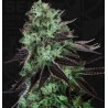 DARKSTAR · TH Seeds · semi di canapa indiana · Fem
