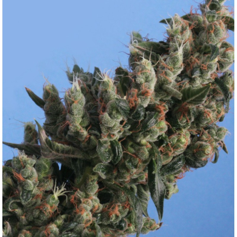 KUSHAGE · TH Seeds · semi di canapa indiana · Fem