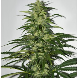 S.A.G.E. · TH Seeds · semi...
