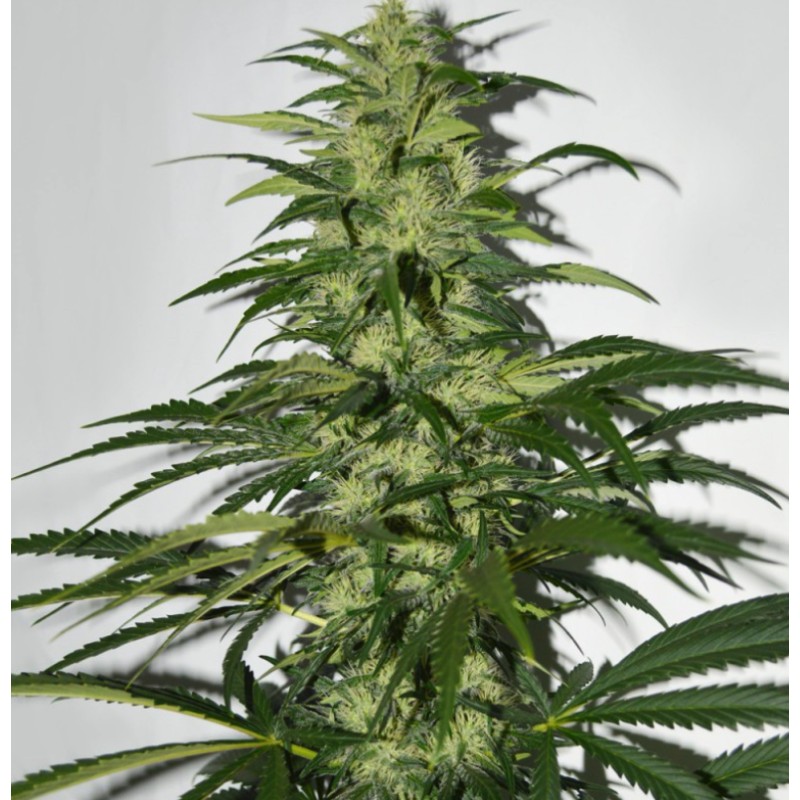 S.A.G.E. · TH Seeds · kaufen cannabis samen · Fem