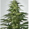 S.A.G.E. · TH Seeds · kaufen cannabis samen · Fem