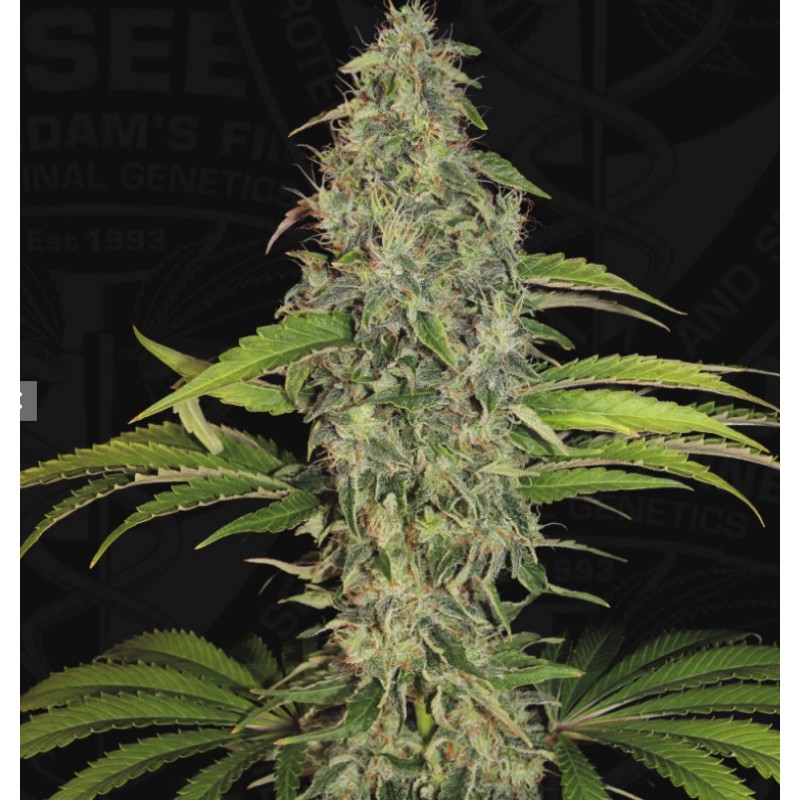 S.A.G.E. CBD · TH Seeds · sementes de maconha · Fem